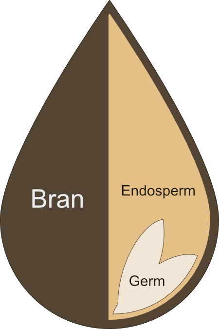 A simplified diagram of a wheat kernel, showing the outer layer (bran) and the endosperm and germ on the inside.